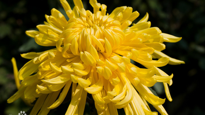 5 Health Benefits of Chrysanthemum Flower