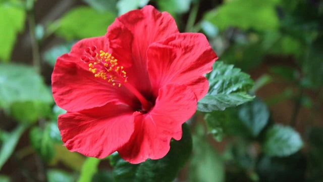 6 Health Benefits of Hibiscus Flower