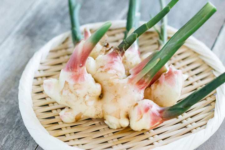 Why Young Ginger is Healthier
